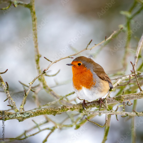 Robin looking alert in a tree on a cold winters day © philipbird123