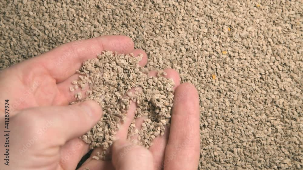 Tomato seeds in the hands of a man. Collection, sorting, storage and preparation of seeds for planting.