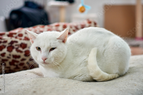 Fototapeta Naklejka Na Ścianę i Meble -  Selective focus shot of a white cat relaxing on his cozy bed