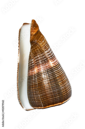 Sea shell Conus figulinus on a white background isolated, close-up photo