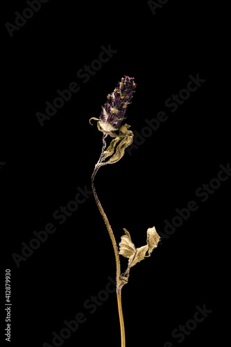 Dried dead clover flower isolated on black background. Sample of a flower in oriental style with pastel colors.