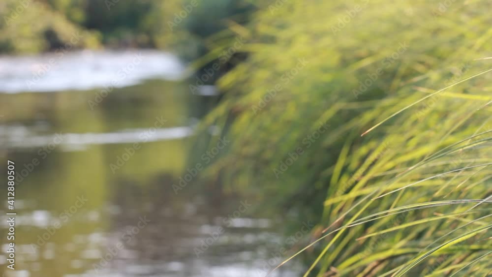 Long dense grass hanging over a wild river. Wildlife and the course of the river. Long dense grass hanging over a wild river. Wildlife and the course of the river.