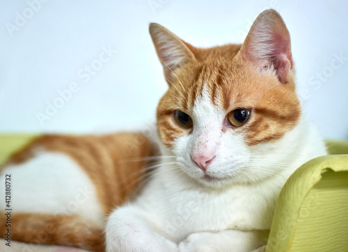 Selective focus shot of a domestic cat relaxing in his cozy bed