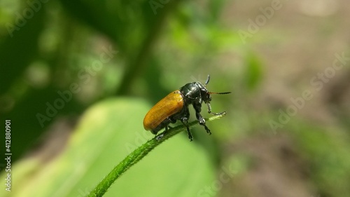 bug on a green leaf © Анна Щур