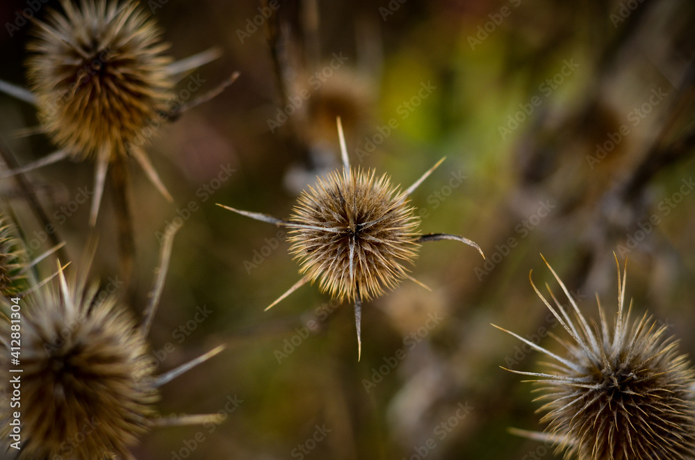 spiky wild plant