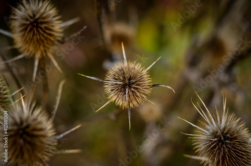 spiky wild plant