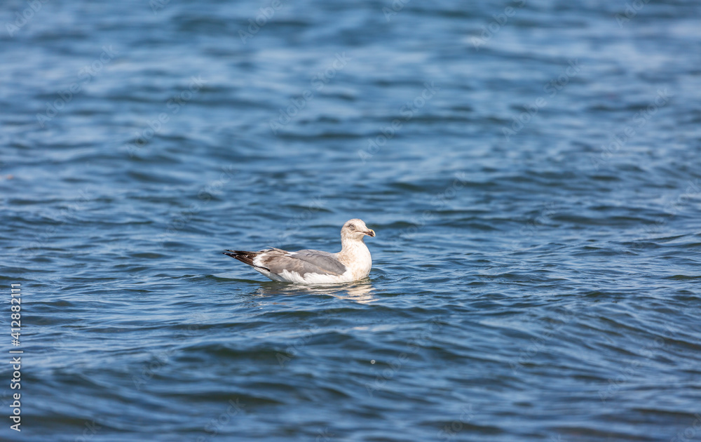 Black-tailed gull on the water Black-tailed gull on the water
