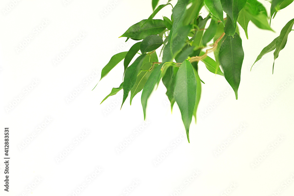Ficus benjamin. Ficus leaves on a white background.