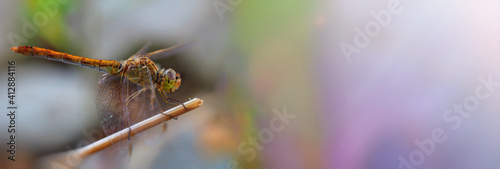 dragonfly on a twig in the sun © Laptinoff Juliette