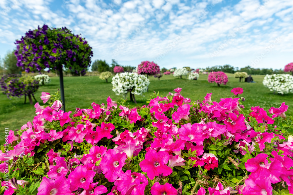 Scenic view of beautiful city park with green grass lawn mwadow and many bright blooming petunia flowers in pots and hanged on pole. Landscaping design and ornamental garden. Seasonal plants blossom Scenic view of beautiful city park with green grass lawn mwadow and many bright blooming petunia flowers in pots and hanged on pole. Landscaping design and ornamental garden. Seasonal plants blossom