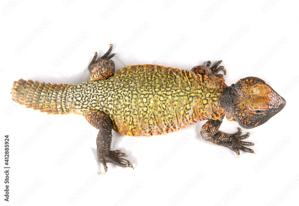 Obraz premium Dabb Lizard