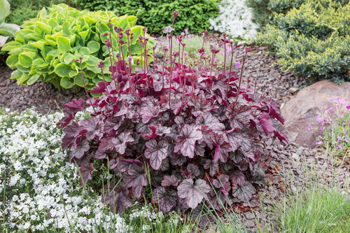 Heuchera burgundy in a flower arrangement on an alpine hill.Сoncept of the selection of ornamental plants for garden landscaping.