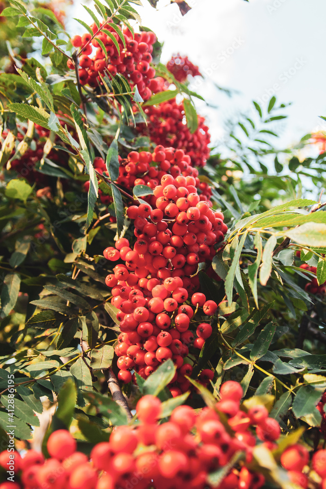 Obraz premium Rowan berry tree in the beautiful sunset rays casting shadows.