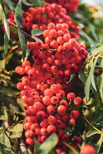 Rowan berry tree in the beautiful sunset rays casting shadows.