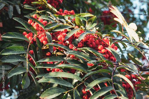 Rowan berry tree in the beautiful sunset rays casting shadows.