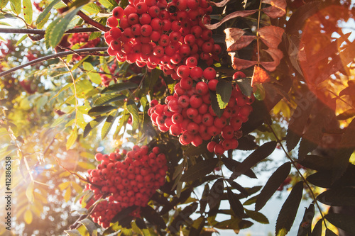 Rowan berry tree in the beautiful sunset rays casting shadows.