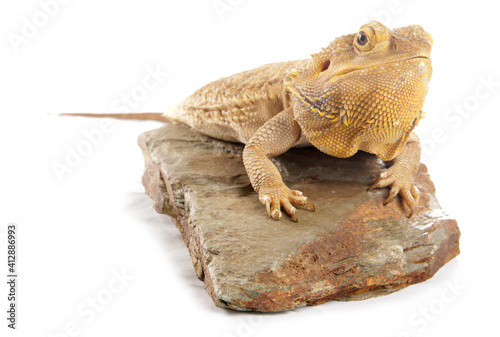 Bearded Dragon