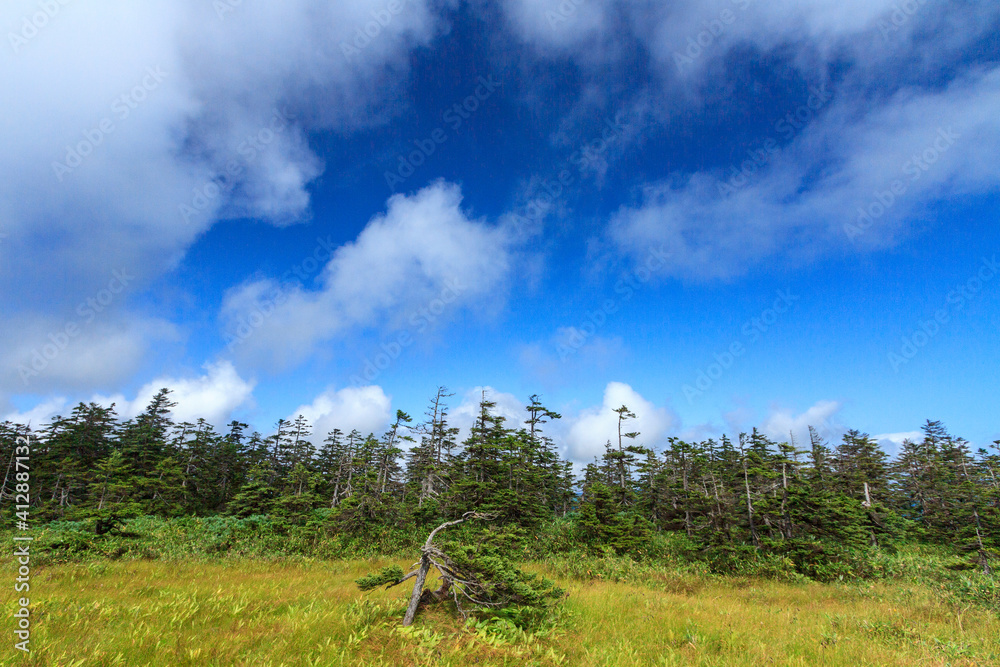 Obraz premium 北海道 浮島湿原