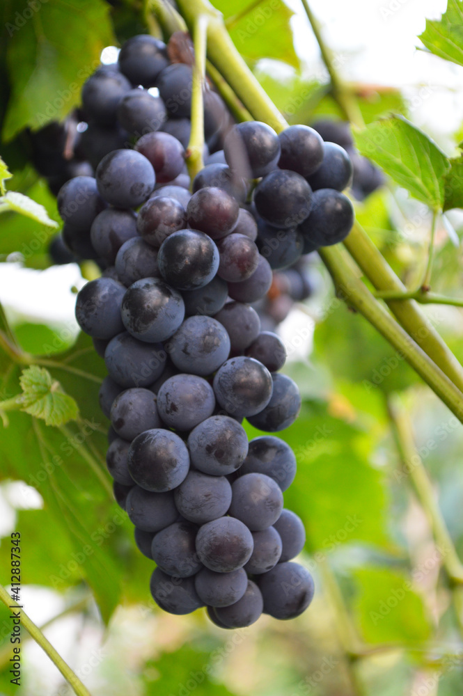 Red wine grapes on vine, green leaves and warm background color. Red wine grapes on vine, green leaves and warm background color.