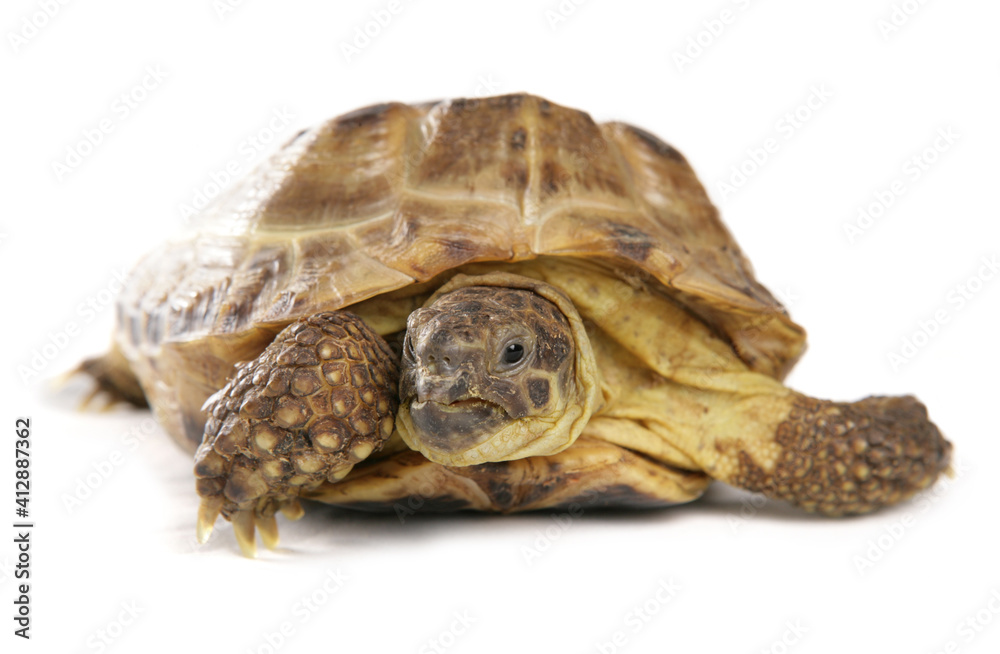 Obraz premium Horsfield's Tortoise