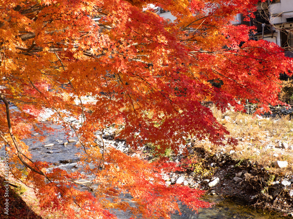 autumn leaves background autumn leaves background
