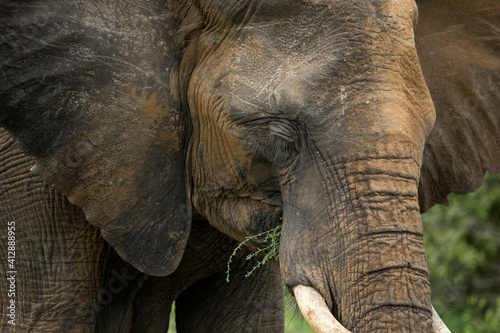 African elephant heads brown with mud