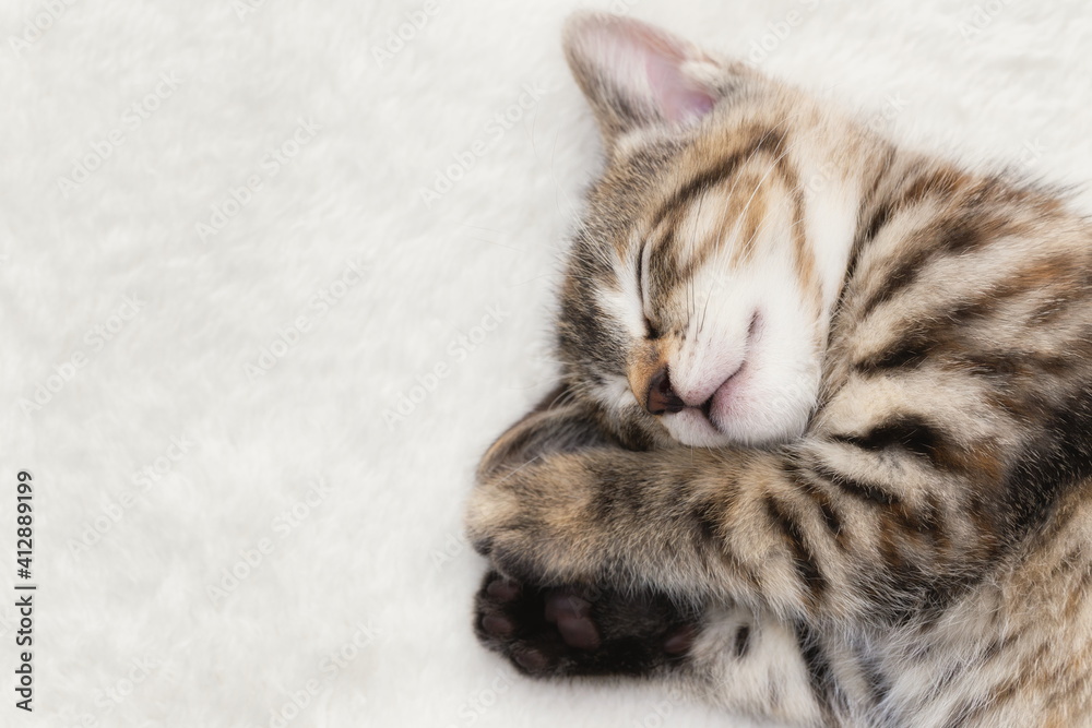 Fototapeta premium 猫