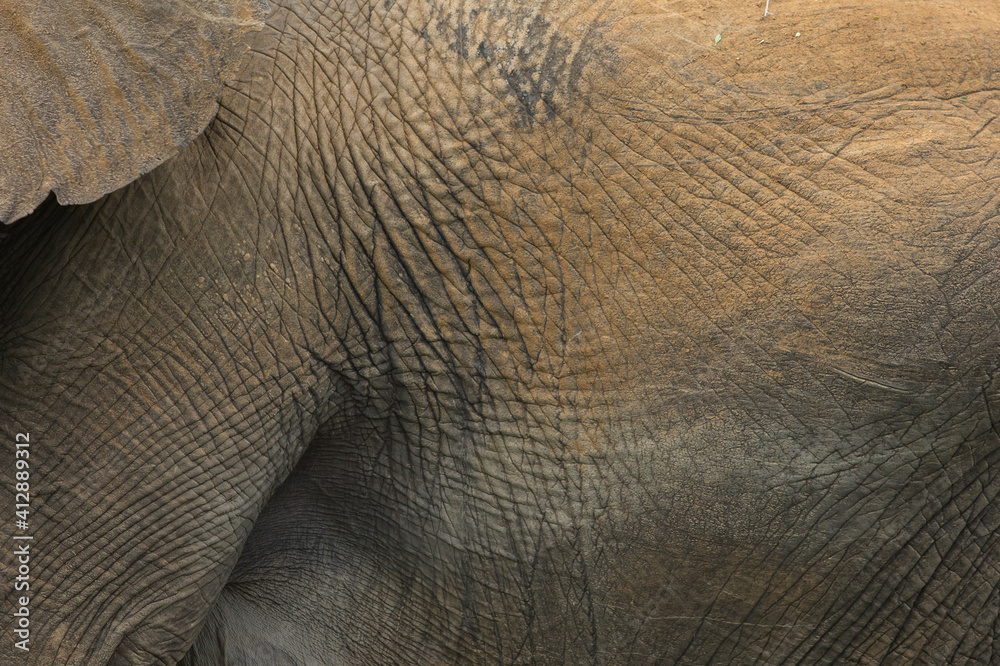 Mud covered elephant skin after rains in the Kruger National Park Mud covered elephant skin after rains in the Kruger National Park