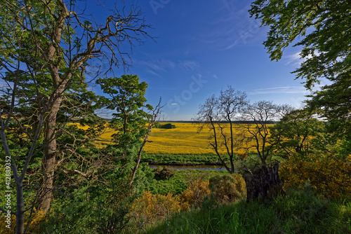 Looking through Trees above the gently flowing Lunan Water and on to the Arable Fields of Oil Seed Rape on a bright day in May.