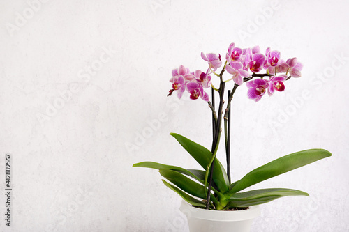 Fototapeta Naklejka Na Ścianę i Meble -  pink orchid flower on a white textured background, space for a text