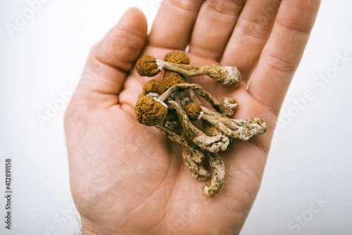 dry psilocybin mushrooms hallucinogen magic psychedelic therapy