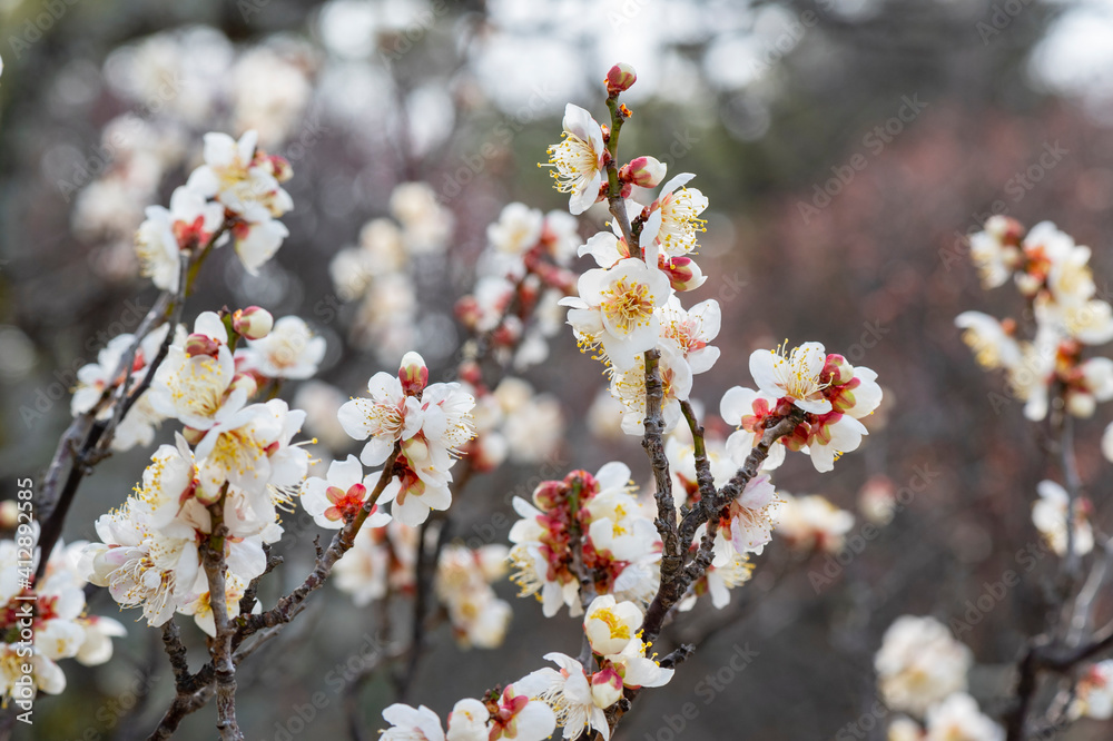 梅の花 梅の花