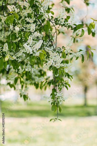 Bloomy bird cherry tree in sunny weather. Spring background. Flowering nature. photo