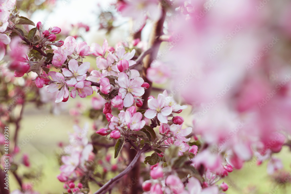 beautiful pink spring flowers