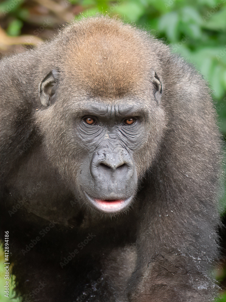 A Western gorilla (Gorilla gorilla) Africa Gabon.