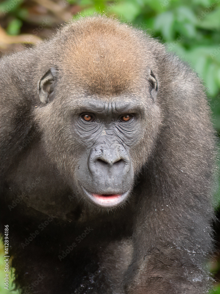 A Western gorilla (Gorilla gorilla) Africa Gabon. A Western gorilla (Gorilla gorilla) Africa Gabon.