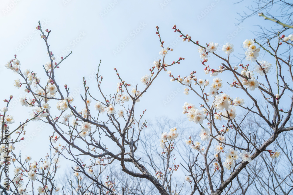 梅の花 梅の花