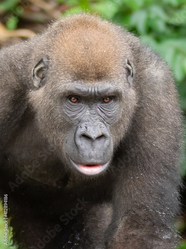 A Western gorilla (Gorilla gorilla) Africa Gabon. © vaclav