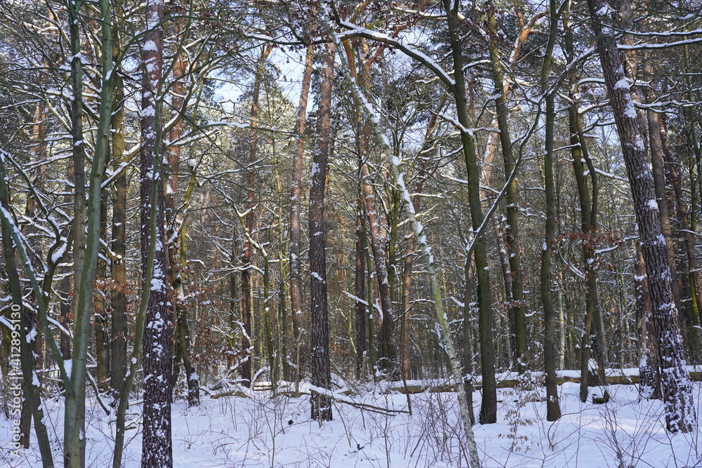 Fototapeta premium Weiße idyllische Waldlandschaft im Winter mit Sonnenlicht und blauem Himmel im Hintergrund (Grunewald, Berlin)