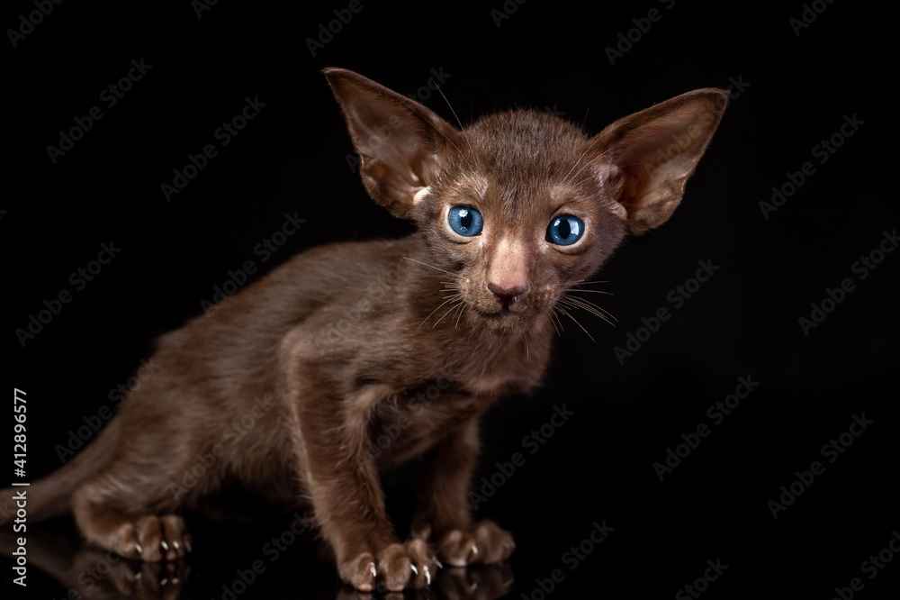 Little kitten of oriental cat breed of solid chocolate brown color with blue eyes is sitting against black background