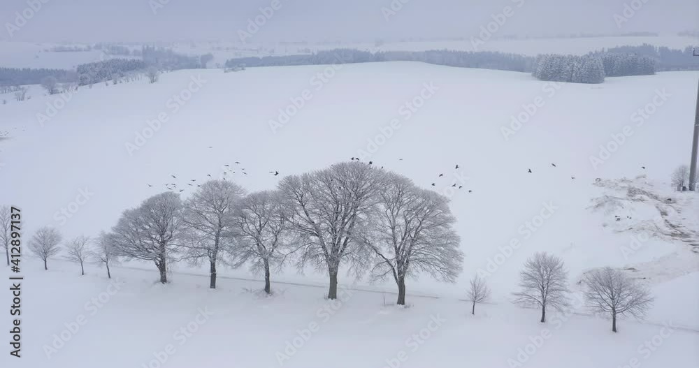 Viele Vögel im tiefsten Winter auf einem verschneiten Baum 