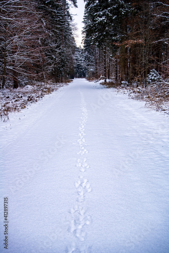 Trail of deer prints in the snow in a forest path © Jesus