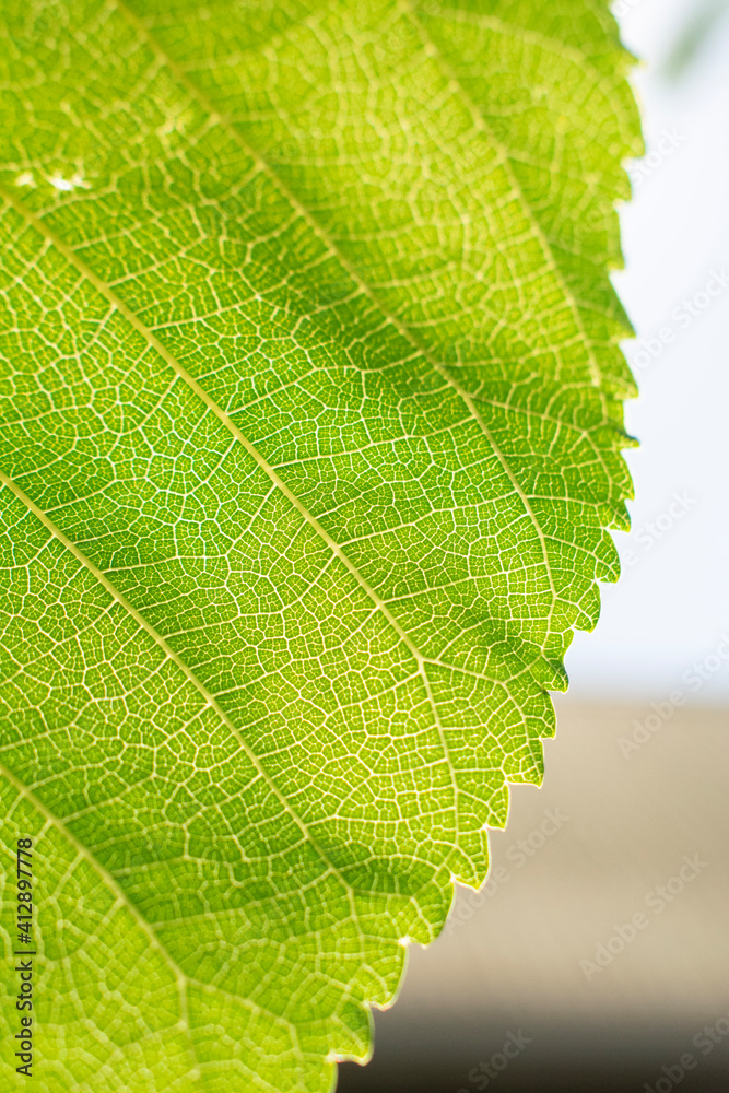Fototapeta premium green leaf texture