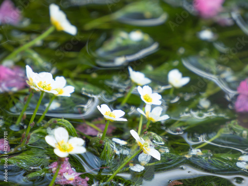 flowers in water