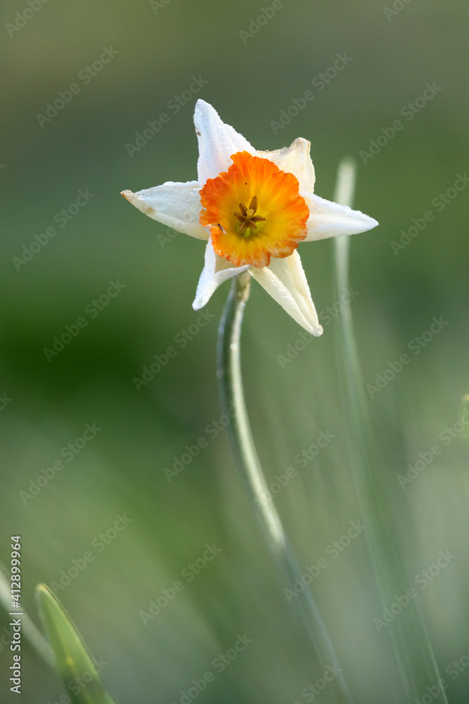 Jonquille ornementale Narcissus dans un matin froid