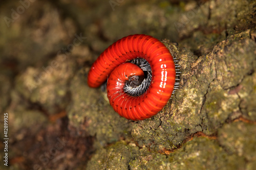 Red millipede spiraled on a tree in a rainforest