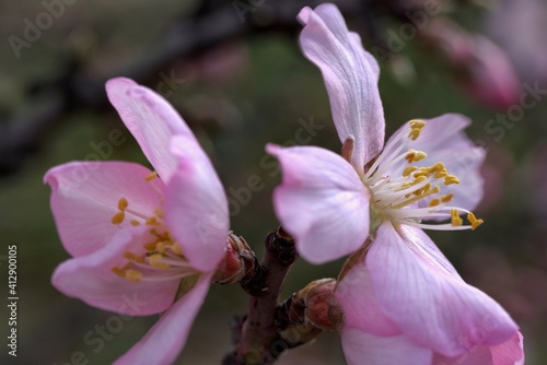 First flowers of the spring. Almond tree flower at Madrid  Spain 02 08 2021