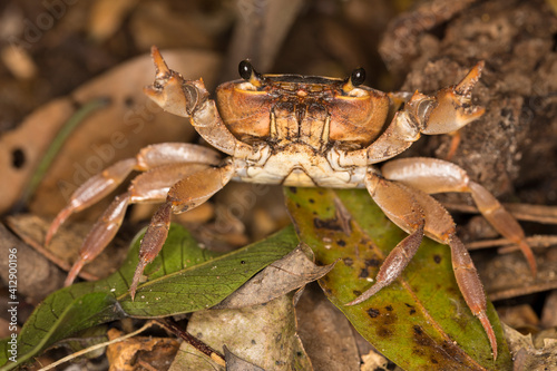 Fresh water crab in a tropical forest