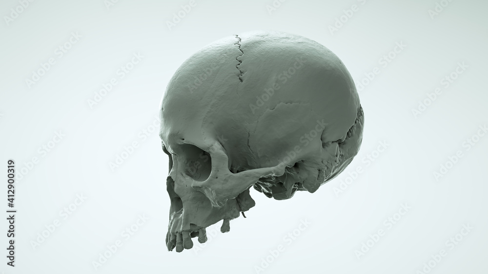 Human skull in full face on saturated colors on a light background. The concept of death, horror. Spooky Halloween symbol, virus. 3d render illustration. Human skull in full face on saturated colors on a light background. The concept of death, horror. Spooky Halloween symbol, virus. 3d render illustration.