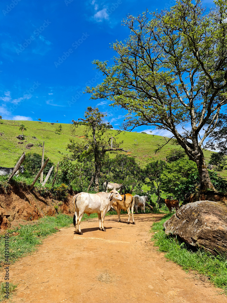 Obraz premium herd of cows